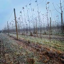 All categories apples cherries pears flowering trees rootstock. Willow Drive Nursery Home Facebook