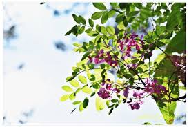 Image result for Indigofera manyoniensis