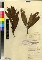 Image result for Warburgia ugandensis