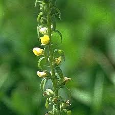 Image result for Alectra vogelii