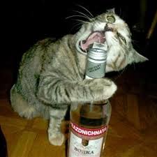 Create Meme Mr Shaw Thumps Meme Cat Birthday Of Russian Vodka Funny Pictures Cat Drunk Pictures Meme Arsenal Com