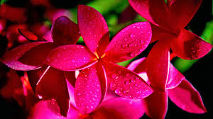 Flower Wallpaper 1600 X 900 1600x900 Wallpaper Teahub Io