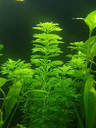 Image result for Limnophila crassifolia