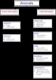 Animal Classification Chart Of Invertebrates And Vertebrates