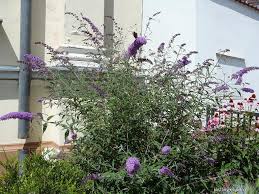 Image result for Komule empire blue