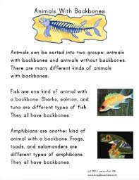 Two stone age german caves, geissenklösterle and hohle fels, have yielded such. Animals With Backbones