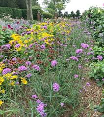 Image result for foto verbena