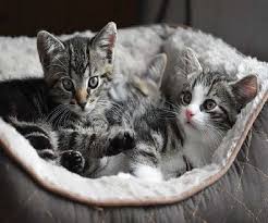 The holiday was created in 2002 by the international fund for animal welfare. International Cat Day 2021 10 Aww Dorable Cat Videos Which Will Lift Your Mood