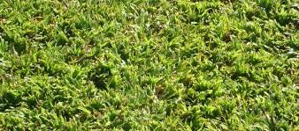 It resembles centipedegrass and st. Turf Finder Sweet Smother Grass Turf Finder