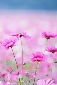 A desktop wallpaper is highly customizable, and you can give yours a personal touch by adding your images (including your photos from a camera) or download beautiful pictures from the internet. 20 Free Flowers Iphone Wallpapers Premiumcoding
