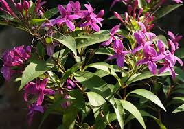 Image result for Pseuderanthemum ludovicianum