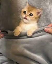 Standardcats On Twitter Just Give Me 5 More Minutes Funny Cat Videos Cats Best Cat Gifs