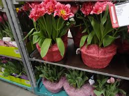 320 2nd st new cumberland, pa 17070 get directions. Bj S Wholesale Club Easter Flower Selection Prices Ship Saves