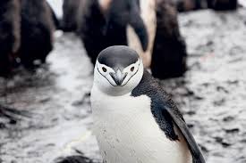 The chinstrap penguins got their name from the thick black band under their head. Chinstrap Penguin Fact Sheet C S W D