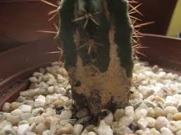 What was once a smooth, flat manly chest suddenly starts to look more feminine. Cactus Fungus Treatment Learn About Fungal Lesions On Cactus Dummer Garden Manage Gfinger Is The Best Garden Manage App