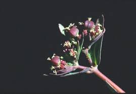 Image result for Euphorbia isacantha