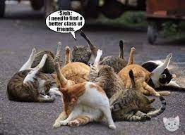 But one of the things that have made cats famous on the internet is their natural weirdness and here's the list to prove it. Cats N Kittens Weird Cutest Cats On The Internet Cat Pictures Cute Kittens Cheezburger