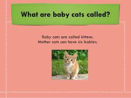 A male cat is called a tom and a female cat is called. Kelly S Cat Research Final