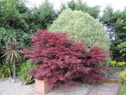 Image result for Pittosporum tenuifolium