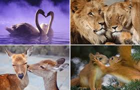 Ver más ideas sobre cerditos enamorados, cerditos, puerquitos. Animals In Love Animals Animals Beautiful Animals Friends