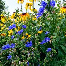 Image result for Cichorium intybus