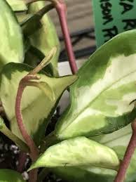 Its leaves are variegated with the colors pink, yellow, cream, and green. My Hoya Krimson Princess Growing Happy In Florida Hoya Hoya Krimson Princess Plant Leaves Plants