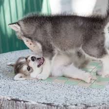 Huskies of florida in ocala has siberian husky puppies for sale. Siberian Husky Puppies For Sale Breeders In Florida Fl