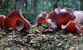 Auricularia Polytricha Or Wood Ear Stuffed Mushrooms Fungi Lichen Moss