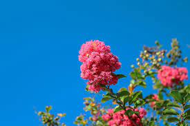 A wide variety of purple flowering trees options are available. Top 10 North Texas Ornamental Trees Texas Tree Surgeons