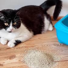 Kedi Kumu Cesitleri Ve Ozellikleri