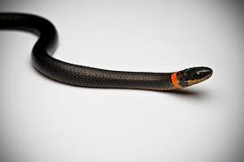Snake with red ring around neck. Ring Necked Snake Orange Ring Snake Oklahoma Native
