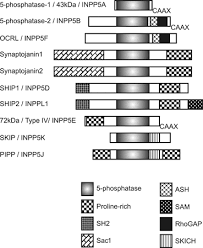 Check spelling or type a new query. Phosphoinositide Phosphatases Just As Important As The Kinases Springerlink