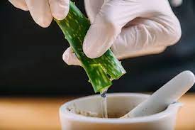 Aloe leaves have tremendous healing capabilities and will heal within. How To Properly Cut An Aloe Vera Plant Garden Lovers Club