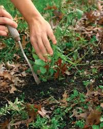 Maybe you would like to learn more about one of these? Six Tips For Effective Weed Control Finegardening