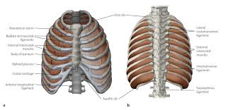 The number of ribs present in the typical human skeleton is of 12 paired rib elements (a total of posterior view of ribs and their articulating vertebrae partners. Rib Cage Diagram Posterior View