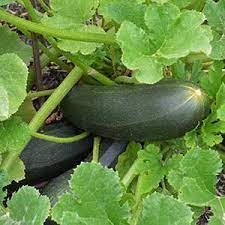 Zucchini likes to get its start in the spot where it will grow, but if you want to get a jump on the season. How To Grow Zucchini The Easy Way In The Garden Or In Containers