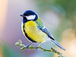 Top 12 different type of parrot and name. 19 Common British Birds In Your Garden Lovethegarden