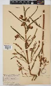 Image result for Aeschynomene tenuirama