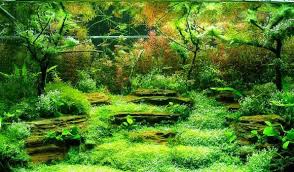 Sesuai dengan namanya, tanaman giant hairgrass memiliki bentuk menyerupai rumput dan dapat tumbuh hingga mencapai 40 sentimeter. Tanaman Foreground Midground And Background Dalam Aquascape