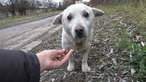 Pin On Rescue Animals
