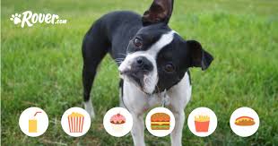 There is a caveat though: Can Dogs Eat Bacon Food Sharing Safety Facts For Pet Owners