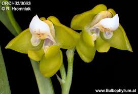 Image result for Polystachya campyloglossa