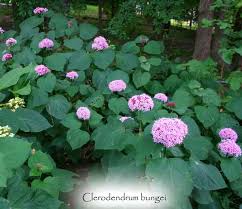 Image result for Clerodendrum