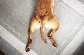 When dogs lay with their legs behind them, it can actually be quite healthy for you pup; Does Your Dog Have Hip Dysplasia Symptoms Treatment Prevention Daily Paws