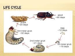 Grubs are very bad for your garden! Curl Grubs And How To Get Rid Of Them Sanctuary Point Garden Centre