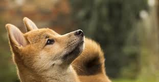 (which is why you will see 1 doge = 1 doge used frequently). Hot Doge Meme Based Cryptocurrency Soars More Than 800 To Record High Coindesk