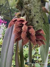 Image result for Bulbophyllum elliotii