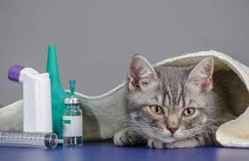 If there's no fund designed. What Otc Pet Meds Can You Get Without A Prescription