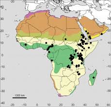 Image result for Pandiaka rubrolutea