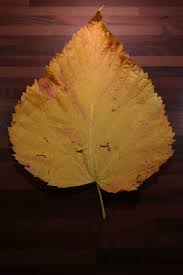 Seperti yang di ketahui semua orang bahwa indonesia merupakan negara yang memiliki. Elm Daun Gunung Warna Kuning Daun Elm Gunung Elm Hijau Piqsels